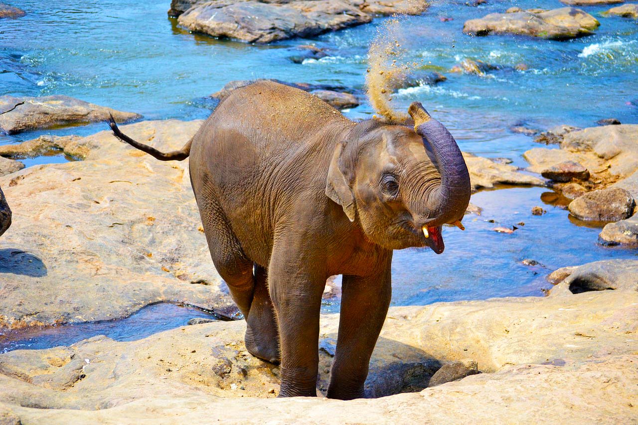 Carl Symonds profile picture